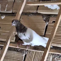 کبوتر|پرنده|اقبالیه, |دیوار