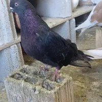 3عدد زاغ 3عدد فیلی|پرنده|سردشت, |دیوار