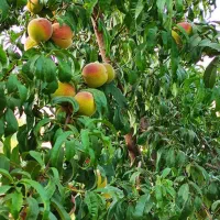 باغ هلو سند دار ۲۰۰۰متر