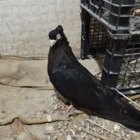 زاغ ابادانی