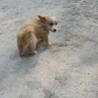 توله 2ماهه|سگ|ساوه, |دیوار