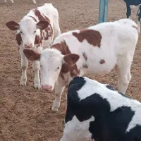 گوساله پرواری|حیوانات مزرعه|باشتین, |دیوار