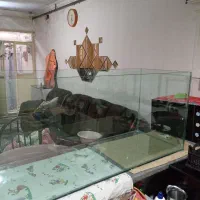 اکواریوم۱۰میل سوپر کلیر سکوریت بزرگ نونو|ماهی|تبریز, |دیوار