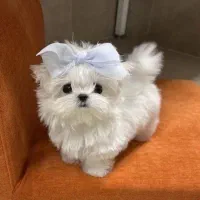 بهترین نژادپاپیون فنجونی آپارتمانی|سگ|اصفهان, خانه اصفهان|دیوار