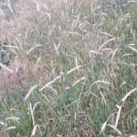 علف فروشی مشگین شهر روستای کاظم آباد|حیوانات مزرعه|مشگین شهر, |دیوار