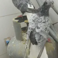 هفترنگ دمسفید زرد دمسفید