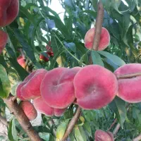 هلو انجیری فرانسوی تو سرخ درجه یک بشقابی باغ میوه
