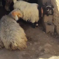 تیشتر ترکی آبستن|حیوانات مزرعه|کوهرنگ, |دیوار