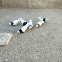 طوقی|پرنده|سبزوار, قصبه غربی|دیوار