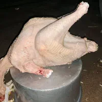 بوقلمون گوشتی طبیعی|حیوانات مزرعه|الشتر, |دیوار