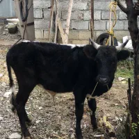 گاو نره سر شاخی