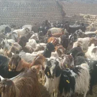 تعداد ۱۰۰ عدد فروشی|حیوانات مزرعه|ششطراز, |دیوار