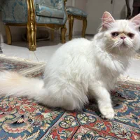 گربه پرشین نر قیمت مناسب|گربه|تهران, استاد معین|دیوار