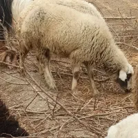 شیشک میش جوون