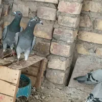 کبوتر