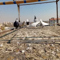 کبوتر|پرنده|محمدیه-قزوین, |دیوار