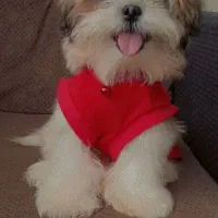 سگ شیتزو فلت 3ساله