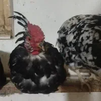 گلین فول|حیوانات مزرعه|خوانسار, |دیوار