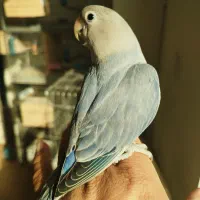 طوطی برزیلی دستی|پرنده|شهریار, شهریار|دیوار