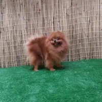 دو ماده پامرانین