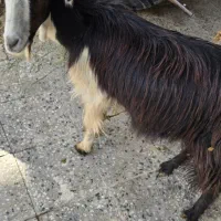 بزوبزغاله|حیوانات مزرعه|شوشتر, |دیوار