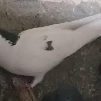 فروش|پرنده|زارچ, |دیوار