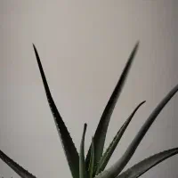 گل آلوئه ورا