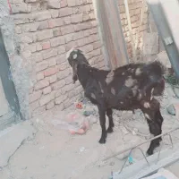 فروش فوری نر بز کامورایی|حیوانات مزرعه|خاش, |دیوار