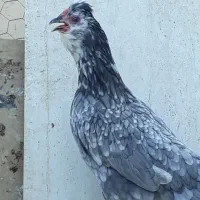 تخم نطفه دار گلین گیل لری