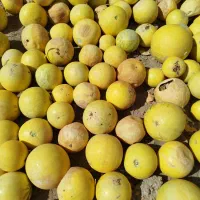 ابوجهل خنظل کَبَست خربزهٔ روباه کدوی تلخ خزَرَه