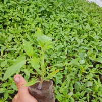 بذر نهال گوجه