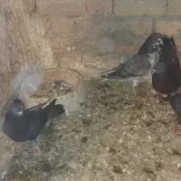 کبوتر عالی|حیوانات|پارس‌آباد, |دیوار