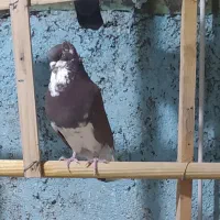 کفترانگلیسی اصل وتهرانی