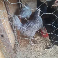 نیمچه باری اصل محلی|حیوانات مزرعه|خورموج, |دیوار