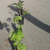 نهال توت انگور گل کاغذی رنگ بندی