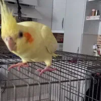 عروس هلندی گم شده با مژدگانی خوب