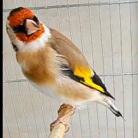 سهره چهار گل نما
