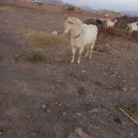 نربز سانن|حیوانات مزرعه|تربت‌حیدریه, کلاته توکلی|دیوار