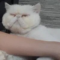 فروش گربه پرشین اصیل|گربه|پردیس, فاز ۸|دیوار