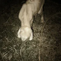 دو تا گوسفند ماده باکره