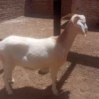 بزسانن|حیوانات مزرعه|باخزر, |دیوار