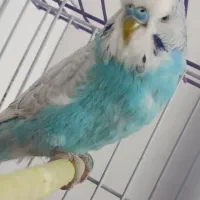 پرنده. طوطی