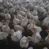 جوجه بوقلمون بیوتی