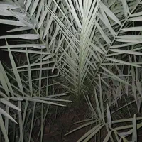 فسیل نخل ربی