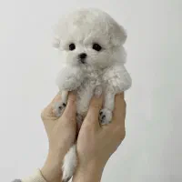 سگ پودل مالتیز عروسکی|سگ|تهران, منیریه|دیوار