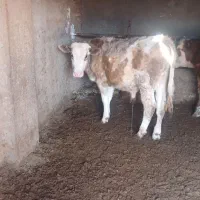 فروش ۴راس گوساله سیمینتال