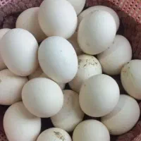 تخم مرغ محلی (رسمی) برای سلامتی شما و عزیزانتان|خوردنی و آشامیدنی|یزد, |دیوار