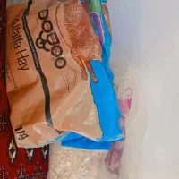 خوکچه هندی|موش و خرگوش|سیرجان, |دیوار