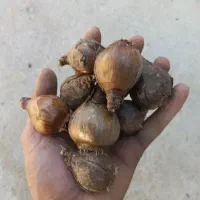 فروش پیاز گل نرگس