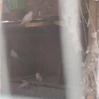 فنچ|پرنده|احمدآبادمستوفی, |دیوار